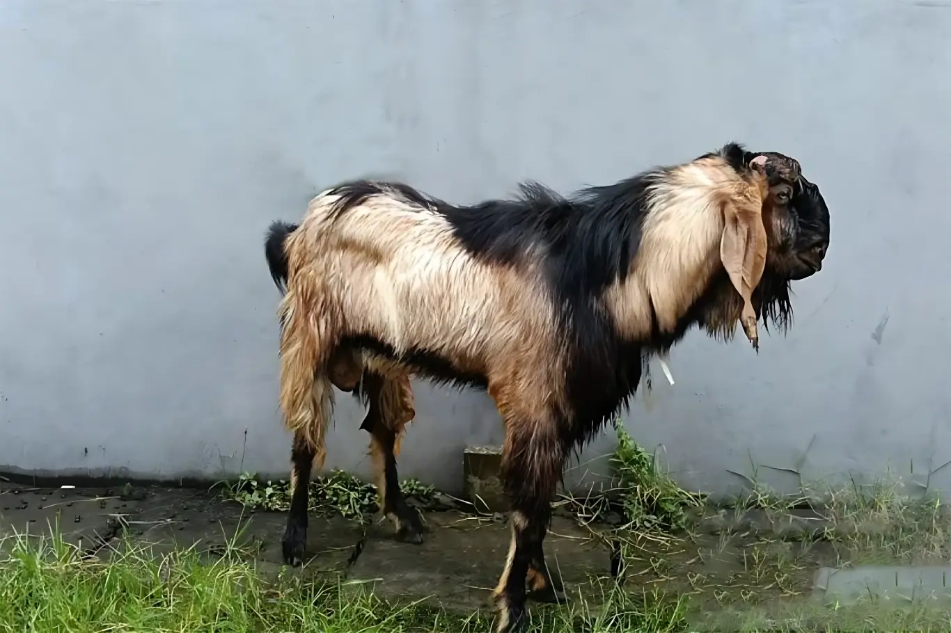 Kambing kurban dari Skelevator untuk CSR