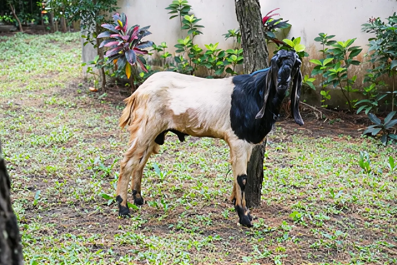 Kambing kurban dari Skelevator untuk CSR